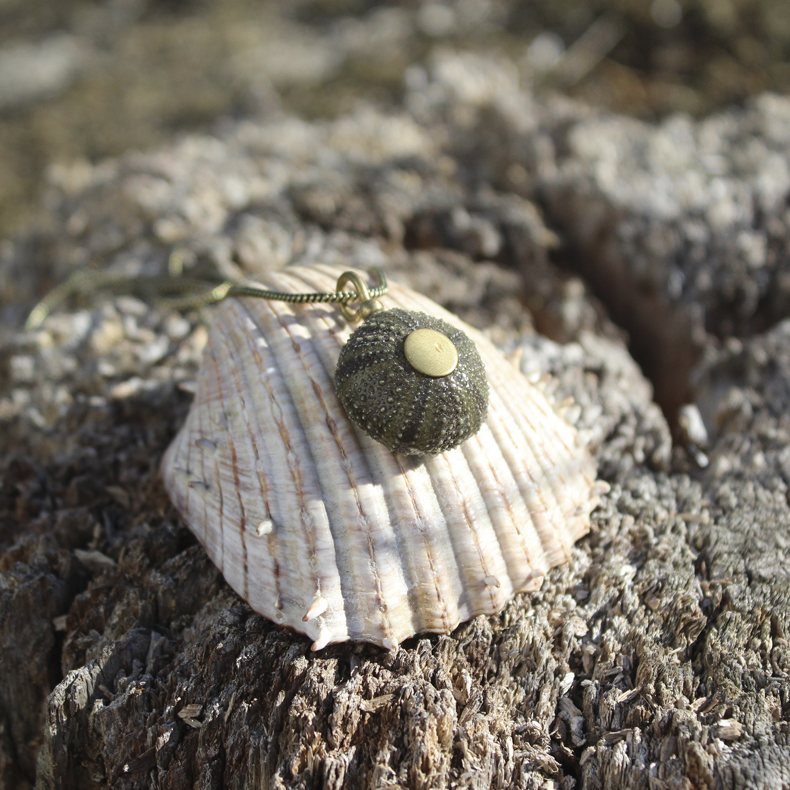 Colgante de erizo de mar natural nº 3, 24 mm, gris verdoso, con montura y cadena de latón, hecho a mano en Malas Herbas Artesanía, artesanos gallegos.