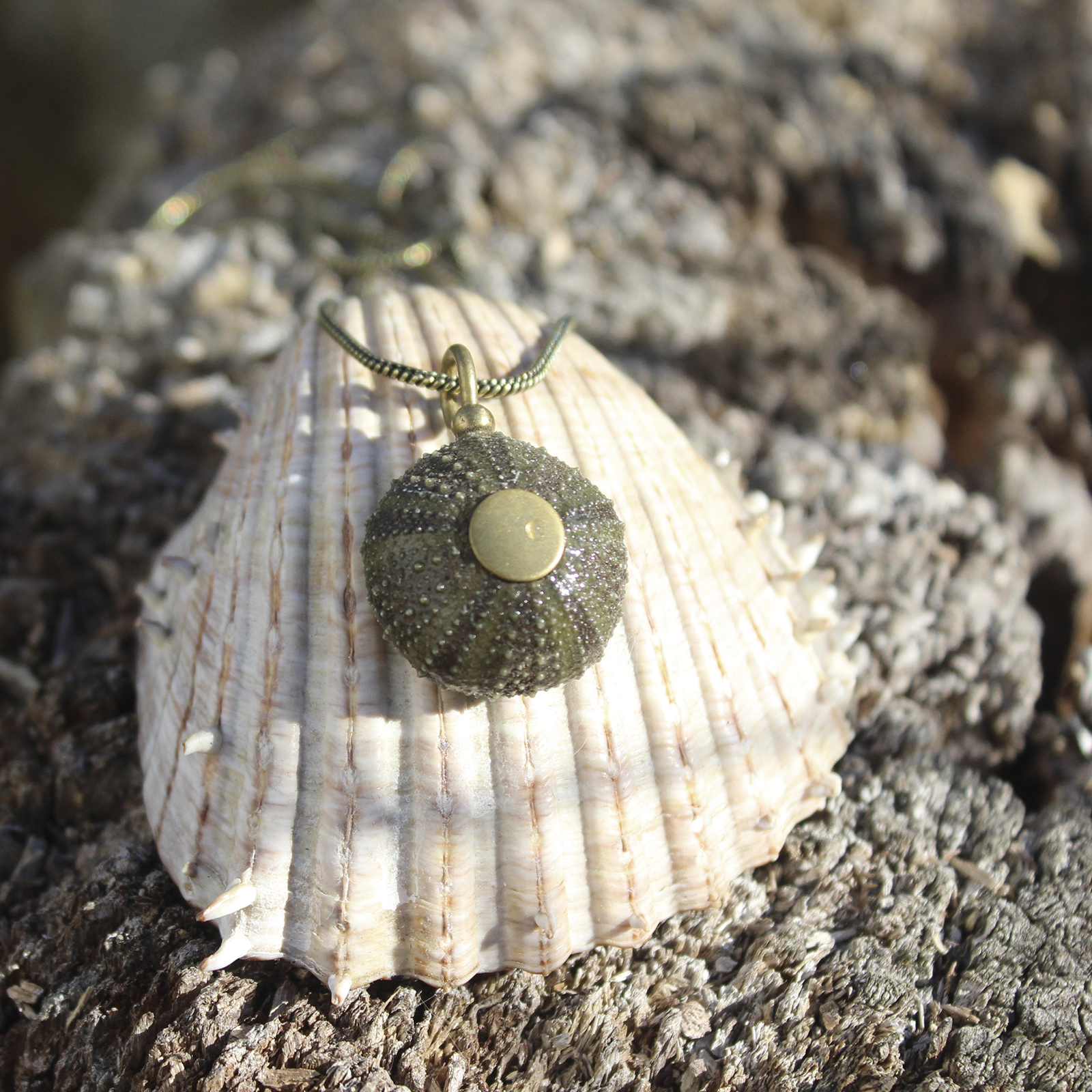 Colgante de erizo de mar natural nº 3, 24 mm, gris verdoso, con montura y cadena de latón, hecho a mano en Malas Herbas Artesanía, artesanos gallegos.