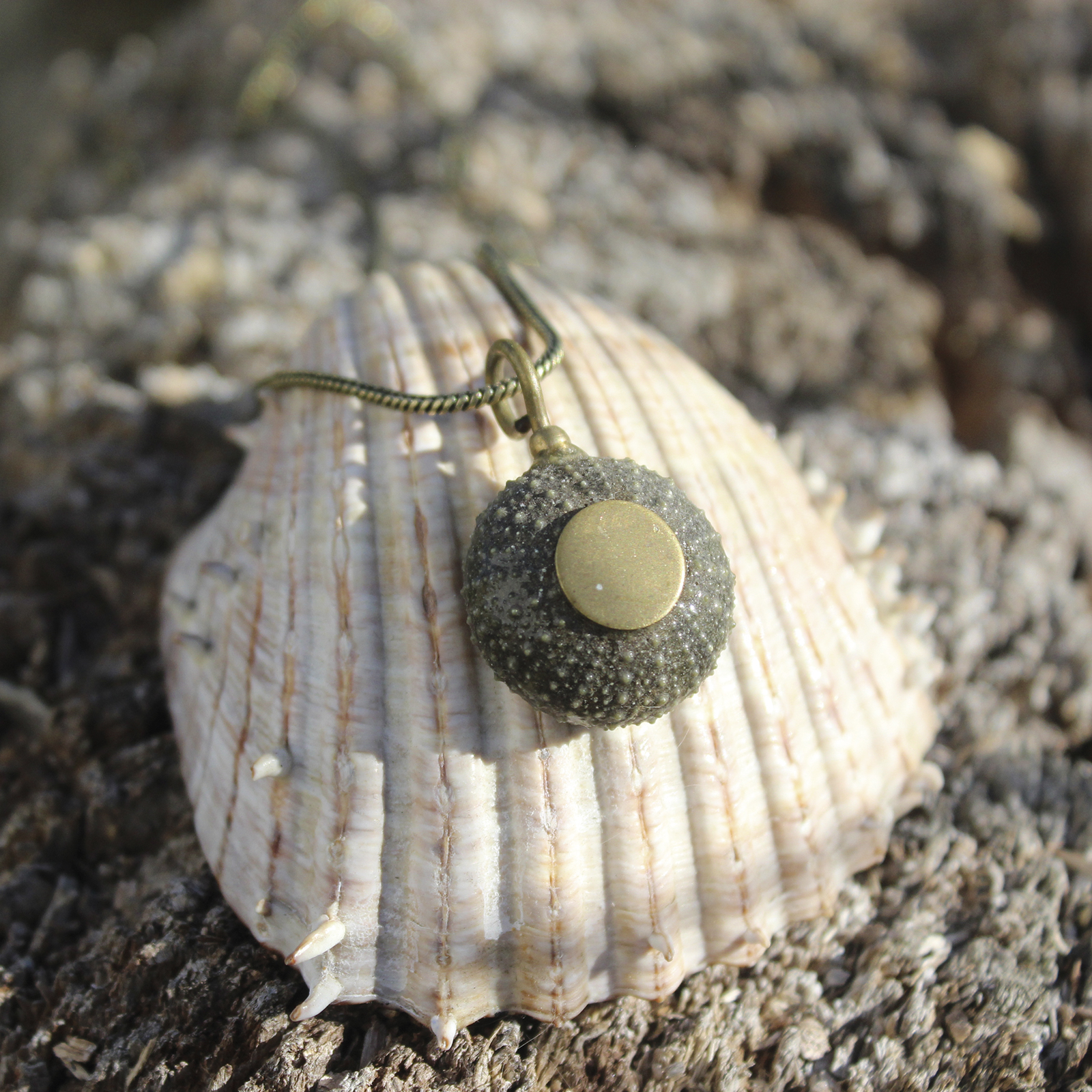 Colgante de erizo de mar natural nº 5, 22 mm, gris oscuro, con montura y cadena de latón, hecho a mano en Malas Herbas Artesanía, artesanos gallegos.