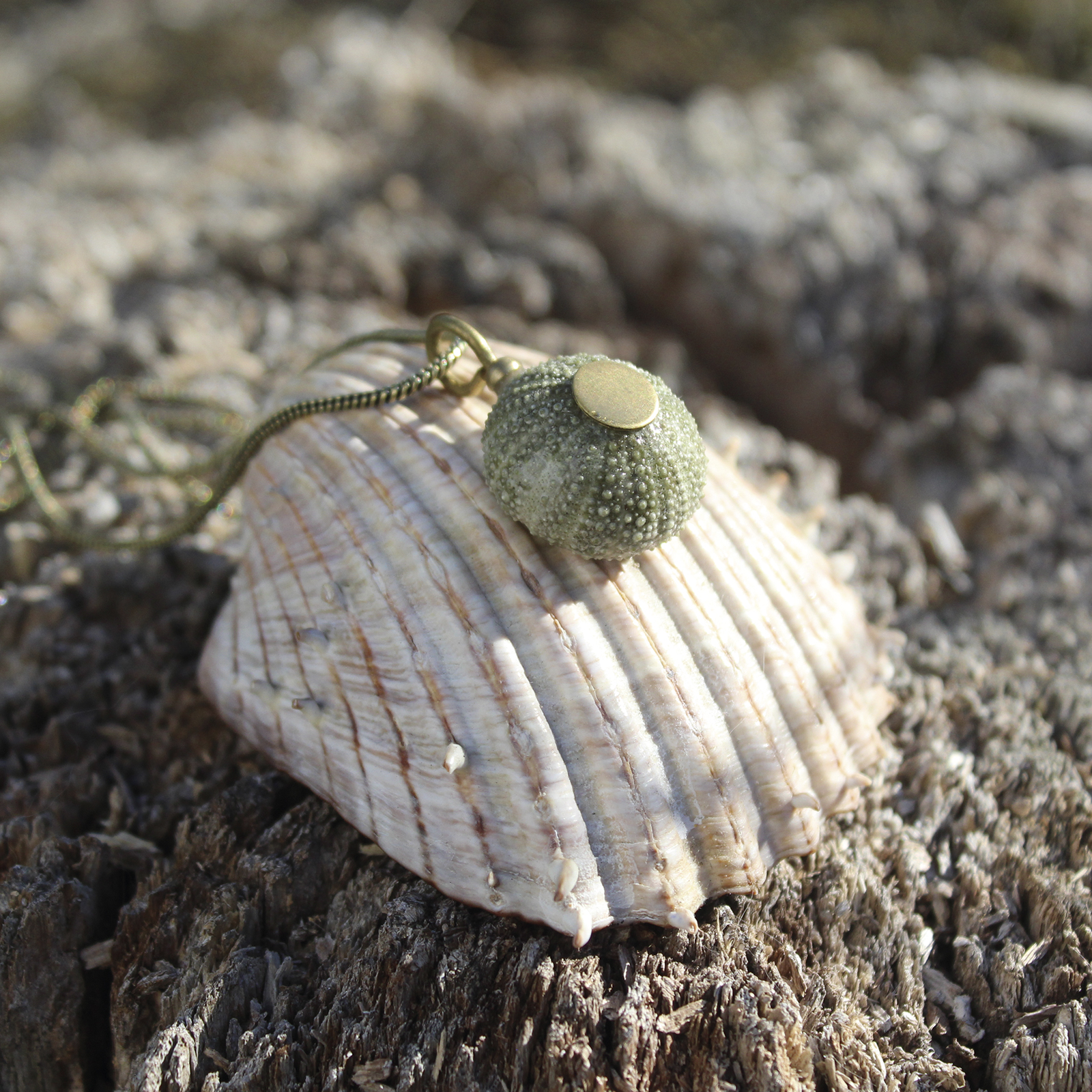 Colgante de erizo de mar natural nº 6, 20 mm, verde claro, con montura y cadena de latón, hecho a mano en Malas Herbas Artesanía, artesanos gallegos.