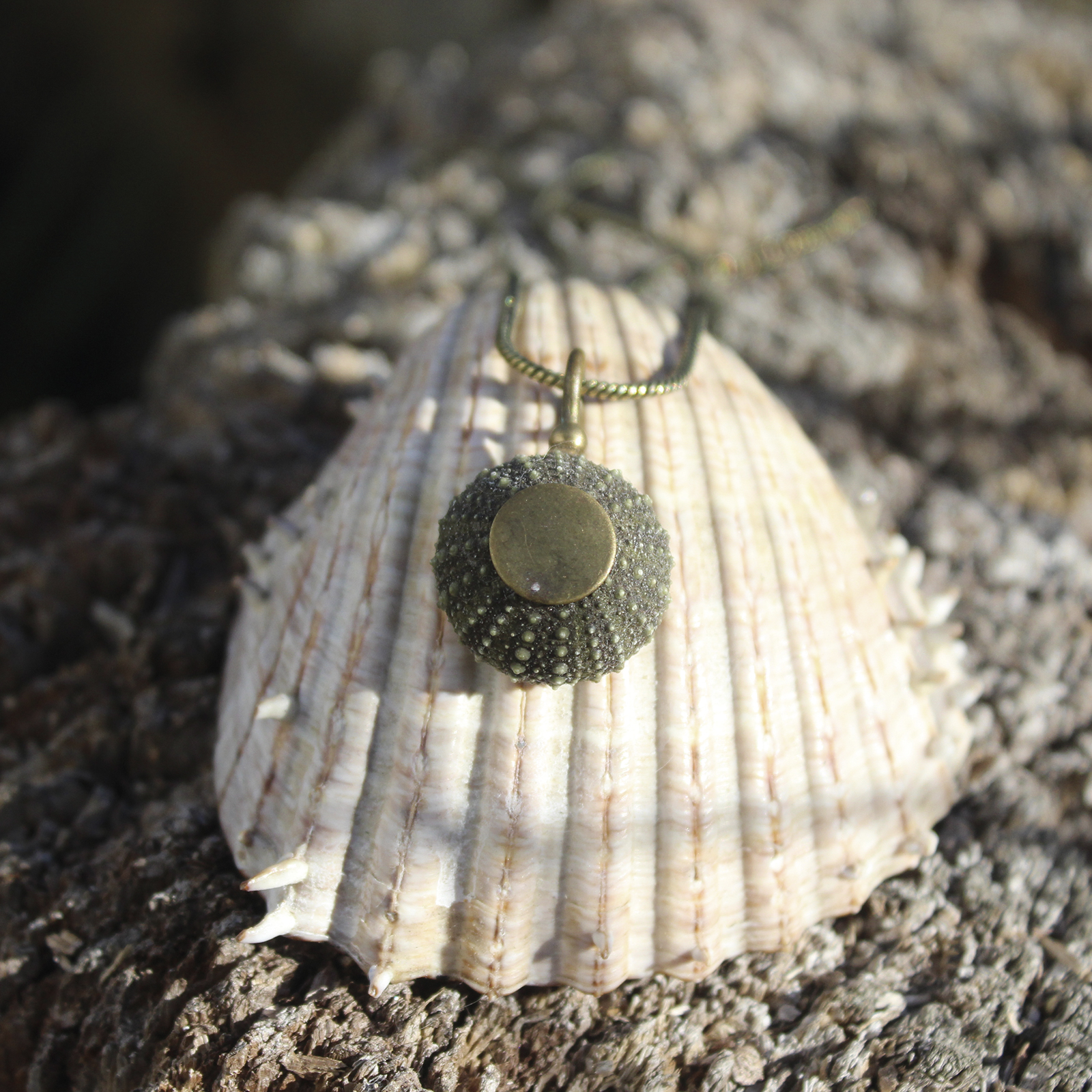 Colgante de erizo de mar natural nº 7, 20 mm, gris verdoso oscuro, con montura y cadena de latón, hecho a mano en Malas Herbas Artesanía, artesanos gallegos.