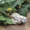 Colgante hoja de carballo en cobre Nº 5 hecho con electroforming, cordón de antelina verde – Malas Herbas Artesanía Galicia